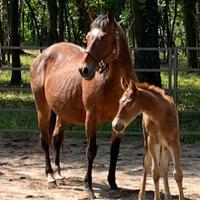 Cavalli e puledri paint quarter appaloosa