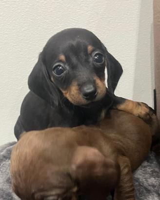 Cucciola bassotto nana nero focata