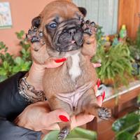 Bulldog francese cuccioli pedigree enci
