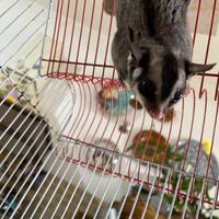 Petauro dello zucchero