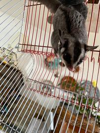 Petauro dello zucchero