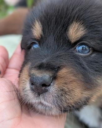 Cuccioli di pastore australiano