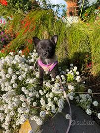Chihuahua femmina mini