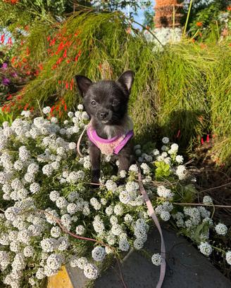 Chihuahua femmina mini