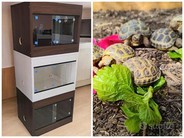 Tartaruga Horsfieldi+Terrario+lampada+substrato