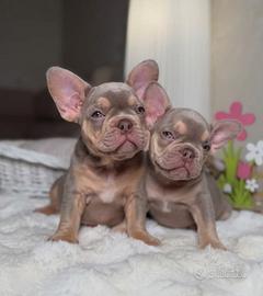BULLDOG FRANCESE BLUE TAN cuccioli - BOULEDOGUE