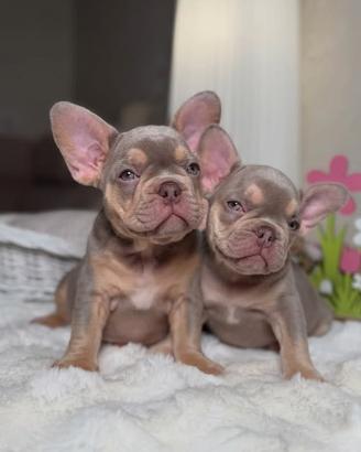 BULLDOG FRANCESE BLUE TAN cuccioli - BOULEDOGUE