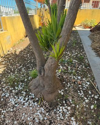 TRONCHETTO DELLA FELICITA’