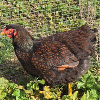 Gruppo galline Wyandotte 5 femmine 1 maschio