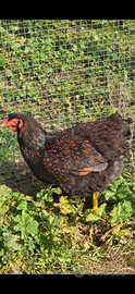Gruppo galline Wyandotte 5 femmine 1 maschio