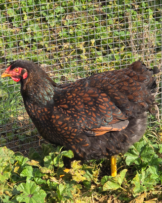 Gruppo galline Wyandotte 5 femmine 1 maschio
