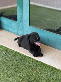 Labrador retriever di alta genealogia