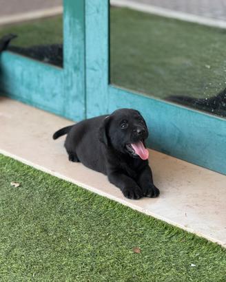 Labrador retriever di alta genealogia