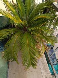 Pianta Cycas  a prezzo simbolico 