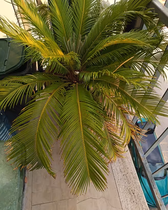 Pianta Cycas  a prezzo simbolico 