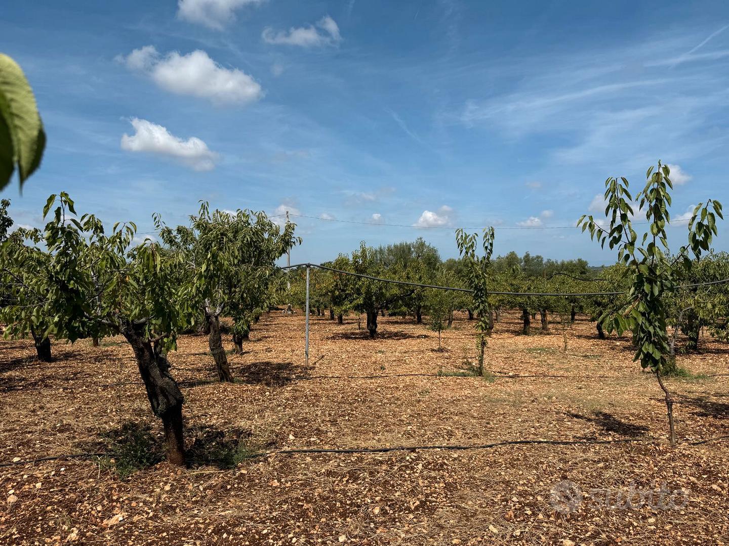 Uliveto/Ciliegeto - Vista 2
