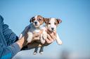 jack-russell-cuccioli-bicolor