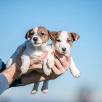 Jack russell cuccioli bicolor