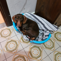 Bassotto kaninchen