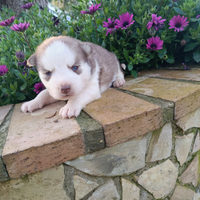 Cuccioli siberian husky