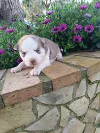 Cuccioli siberian husky