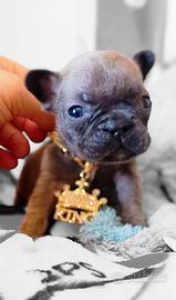 Cucciolo bulldog francese