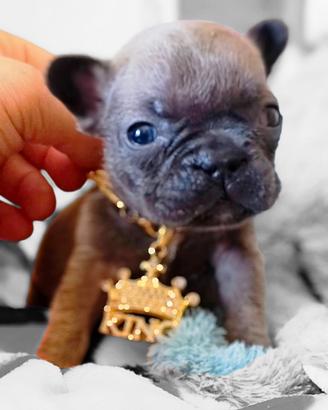 Cucciolo bulldog francese