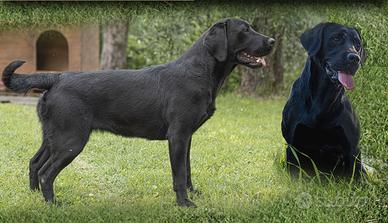 Labrador TARTUFO E RIPRODUZIONE