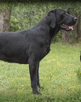 Labrador TARTUFO E RIPRODUZIONE