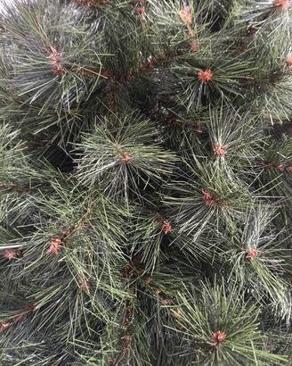 Albero di Natale
