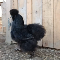 Disponibili giovani Moroseta in varie colorazioni