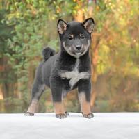 Cucciolo di Shiba Inu