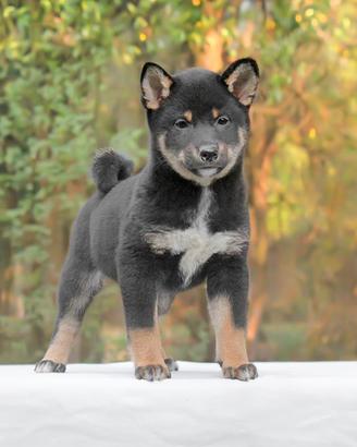 Cucciolo di Shiba Inu