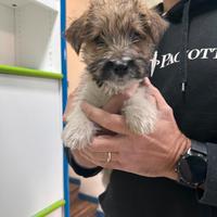 Jack Russell Broken disponibili