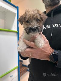 Jack Russell Broken disponibili