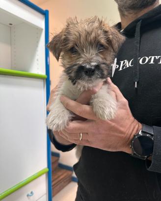 Jack Russell Broken disponibili