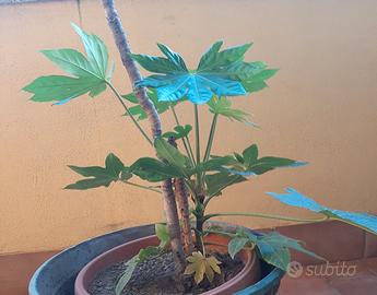 pianta da esterno la consegna a mano con accordi t