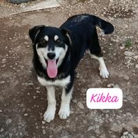 Cane cucciola in adozione