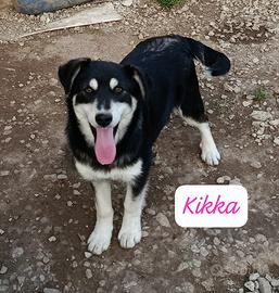 Cane cucciola in adozione