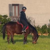 Cavallo