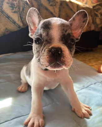 Bulldog Francese maschio