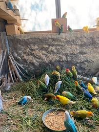 Coppie inseparabili roseicollins