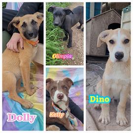 Un maschio tre femmine tipo spinone