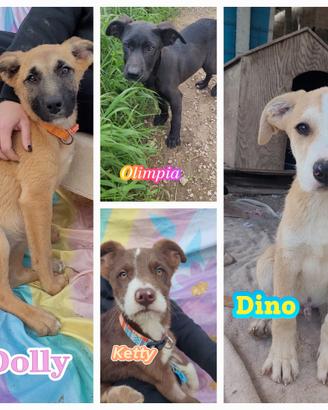 Un maschio tre femmine tipo spinone