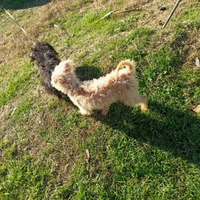 Multiploo nero o champagne