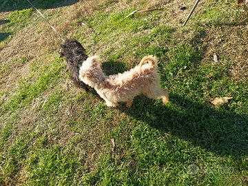 Multiploo nero o champagne