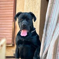Cane corso italiano ??