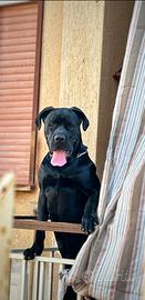Cane corso italiano ??