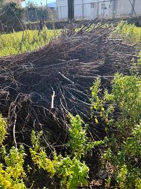 fascine è ceppi di noci