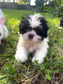 Cuccioli maschio e femmina Shitzu